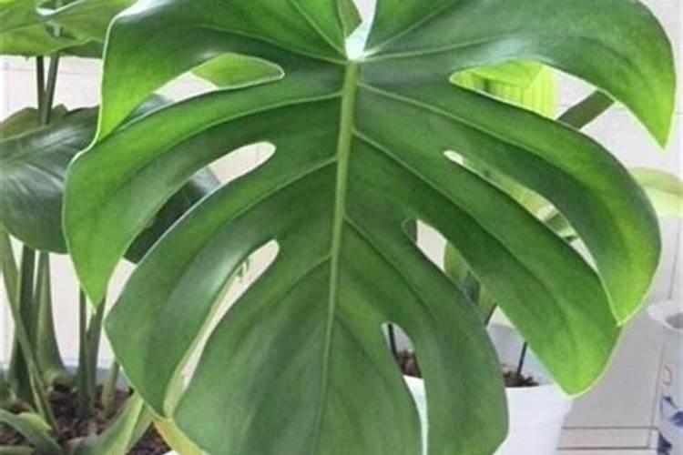 龟背竹的养护方法,运用气生根怎么繁殖