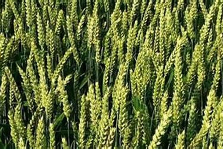 小麦喜欢什么肥料 附用量和用法