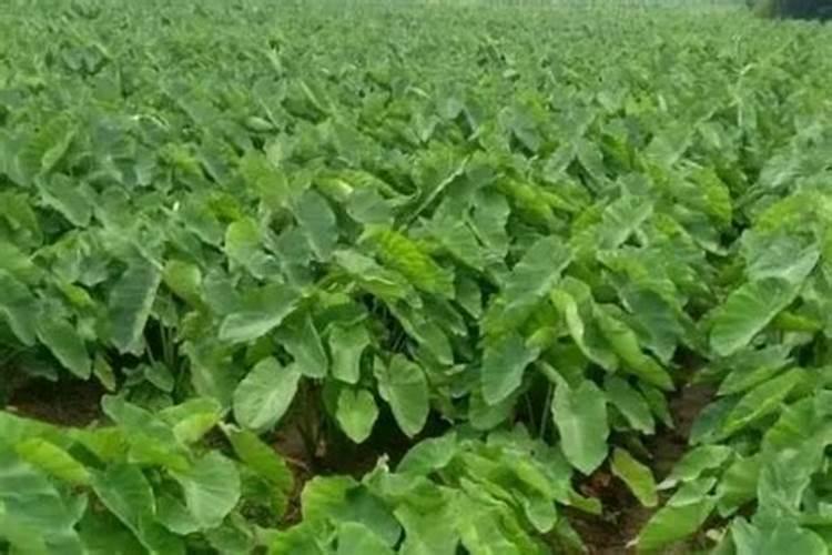 种菜前如何施底肥