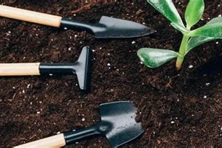 天鹰椒施什么钙肥最好