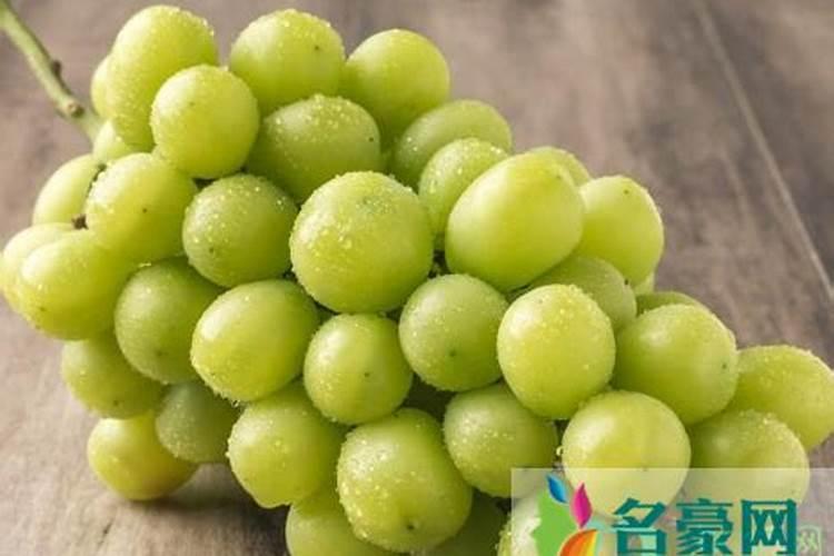 阳光玫瑰葡萄树什么时候补钙？