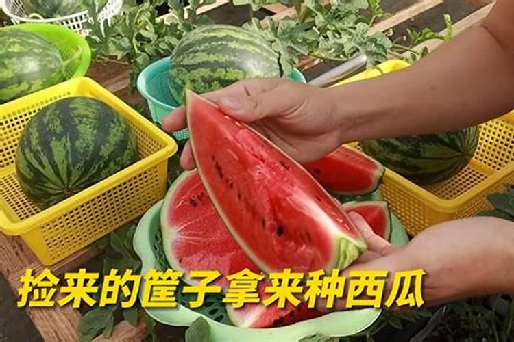 西瓜巧施肥的重点有什么 西瓜怎么施肥