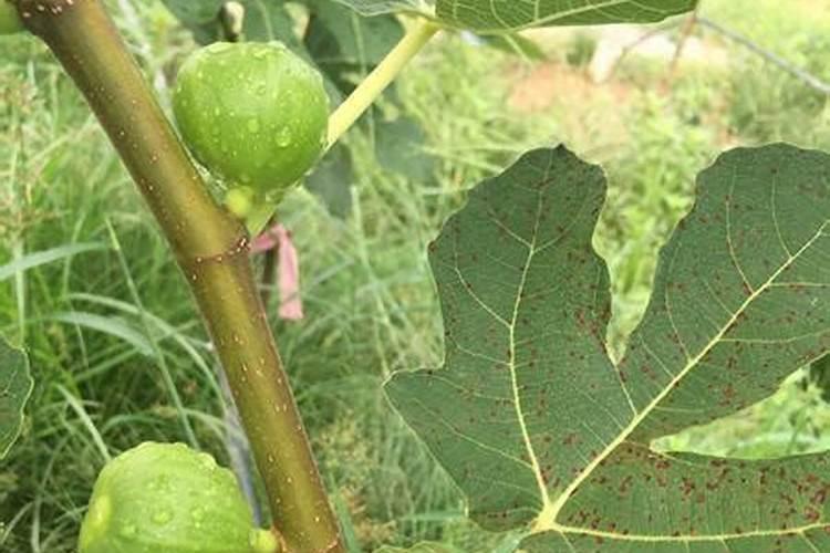 无花果果子不长大怎么处理