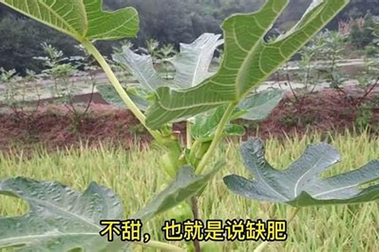 盆栽无花果需什么肥料