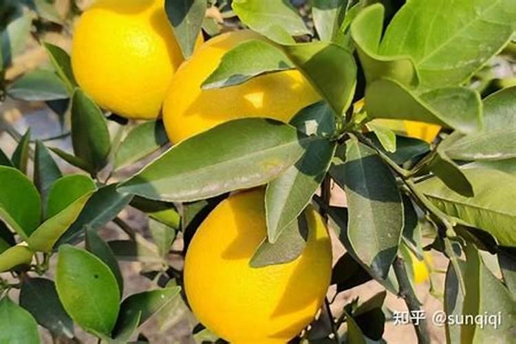 脐橙增甜有哪些方法 脐橙增甜的方法介绍