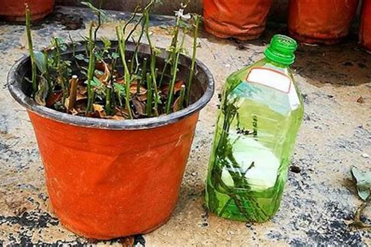 追肥来改善果实的品质,有哪些有机肥料最合适？