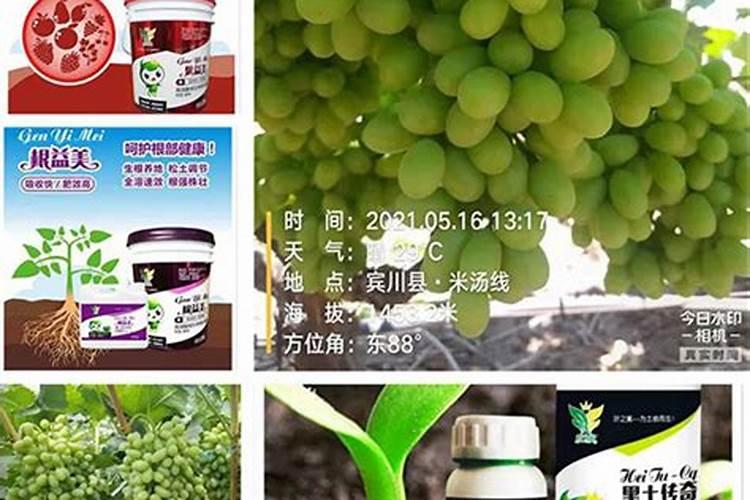 阳光玫瑰深耕之后要不要浇一次水