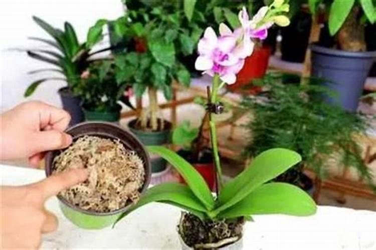 蝴蝶兰用什么肥,磷钾肥可促进花芽形成