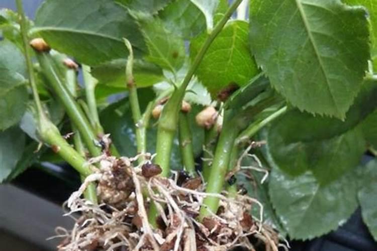 养月季用什么肥料可以有非常好的效果？