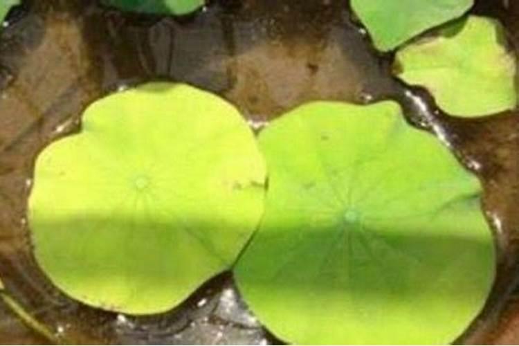 太空莲怎样种植