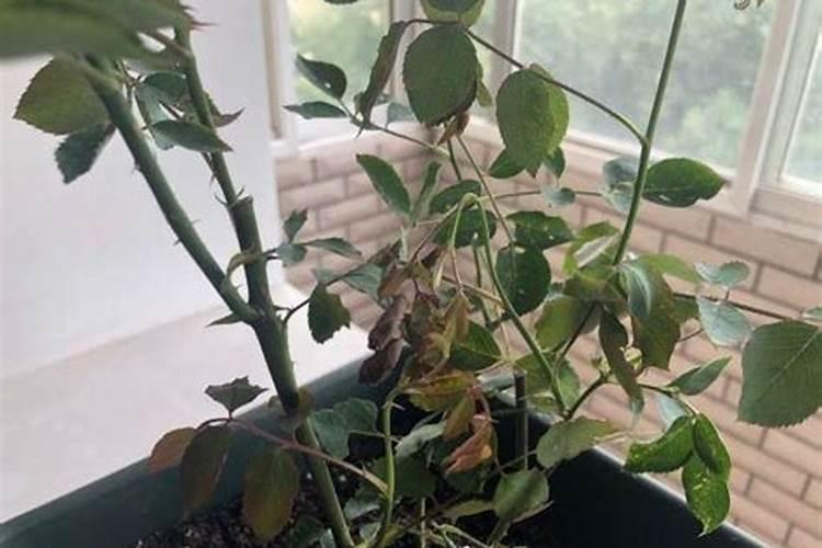 磷酸二氢钾浇月季花使用方法