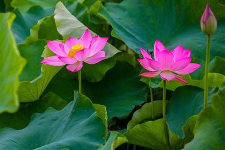 合理施肥 太空莲