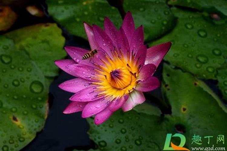 睡莲长多少叶开花 并且使用磷钾肥比较好