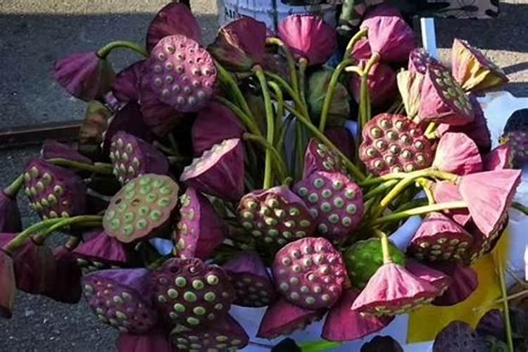 太空莲种植第二年怎么处理才高产？