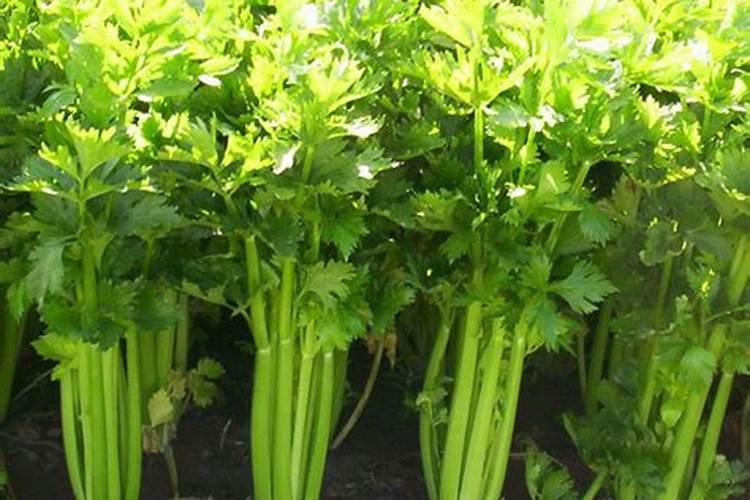 芹菜喜欢什么肥料