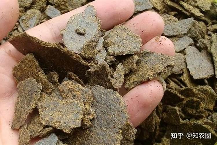 饼肥水发酵多久可以用