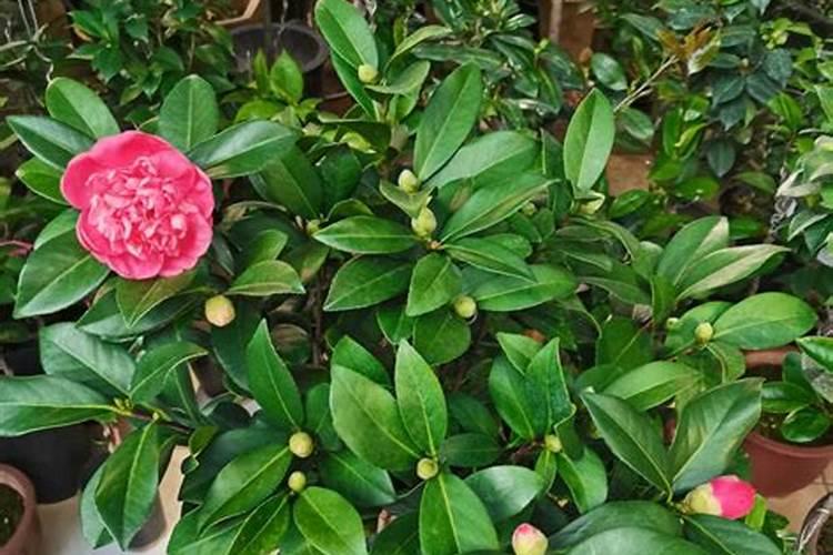 茶花一年四季施肥技巧