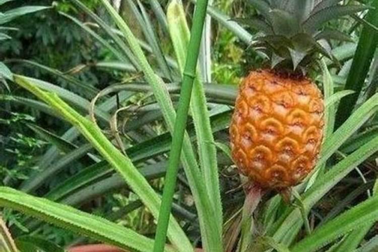 菠萝水培生根后怎么养