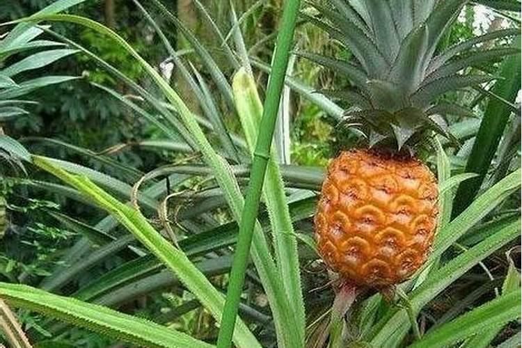 菠萝头水培生根后怎么养