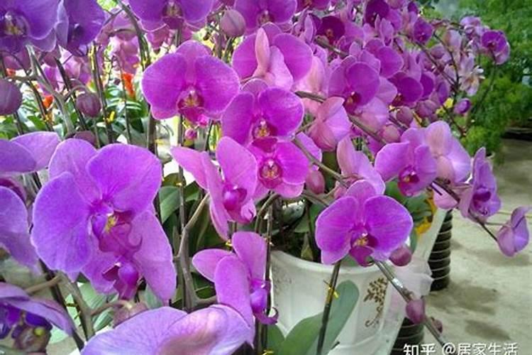 蝴蝶兰开花时能施肥吗