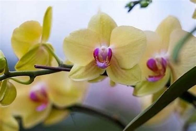我想问一下蝴蝶兰可施氮肥吗