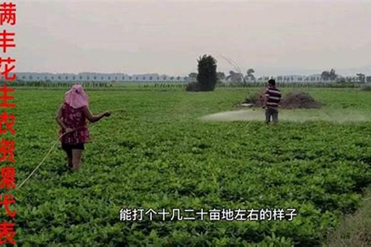 硼元素对植物的作用是什么？猕猴桃硼肥的施用技术是怎样的？