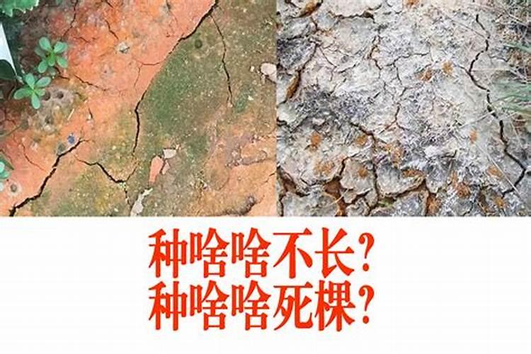 土壤盐渍化和酸性土壤怎么调解