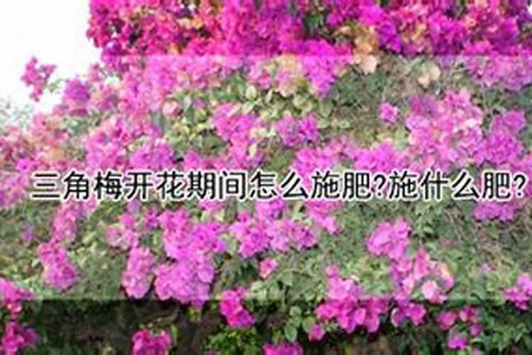 三角梅开花要注意哪些