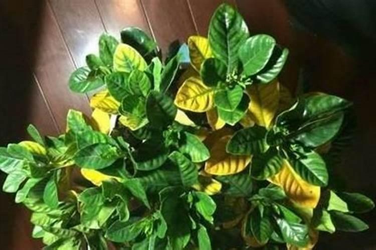 冬季草莓后期花少怎么办