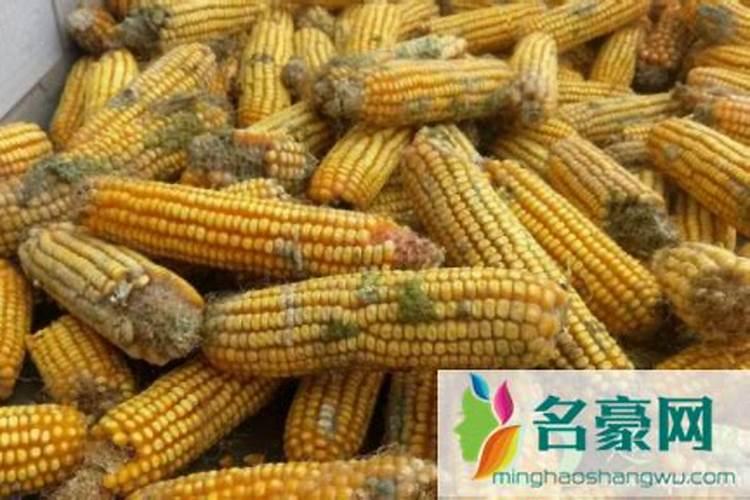玉米面发霉了放地里当肥料可以吗？