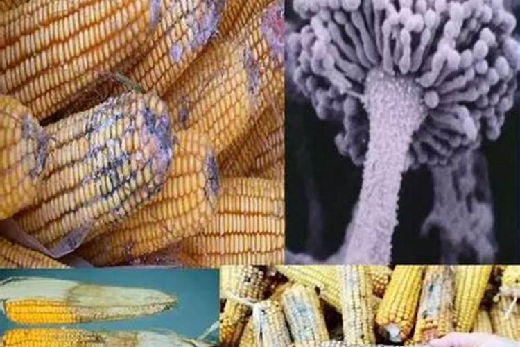 发霉的玉米能干什么