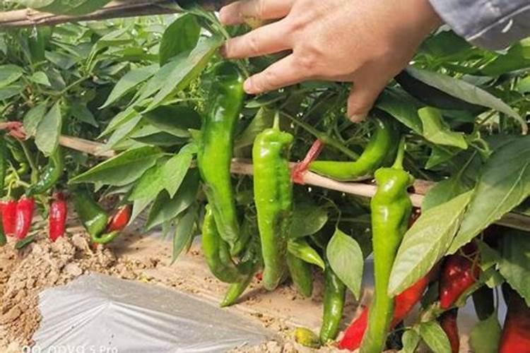 老师辣椒拉直的叶面肥那个好