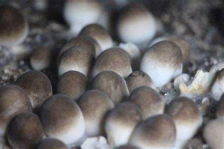 粪草料中出现了鬼伞怎么办？