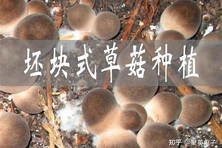 秋葵为什么是红色的 特殊的品种