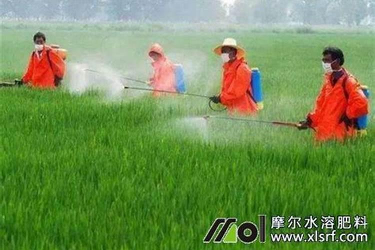 水溶肥浇水前使好还是浇水后使好