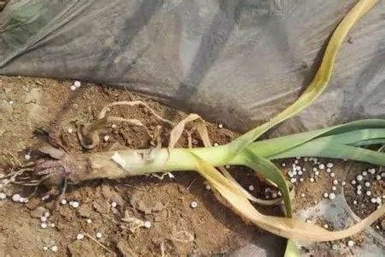 花生根腐病怎么治