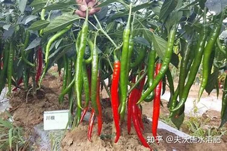辣椒生理性缺钙打钙肥打不过来怎么办？