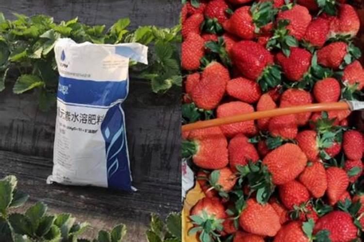 福进门水溶肥真的有那么好吗？