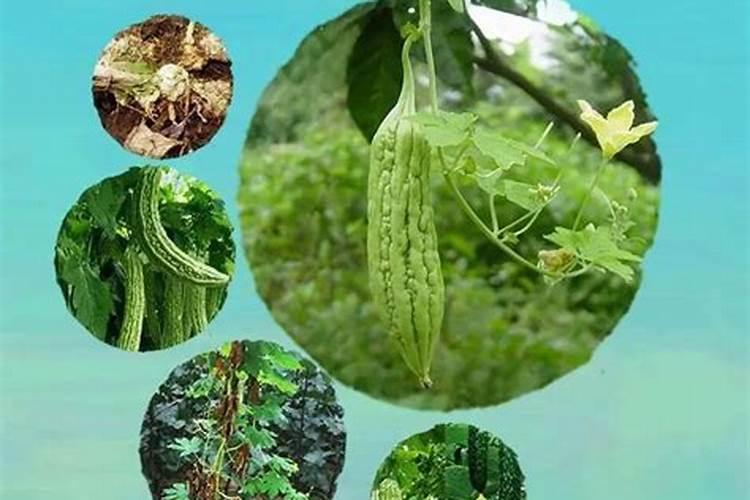 苦瓜反季节栽培技术 苦瓜应该怎么养殖