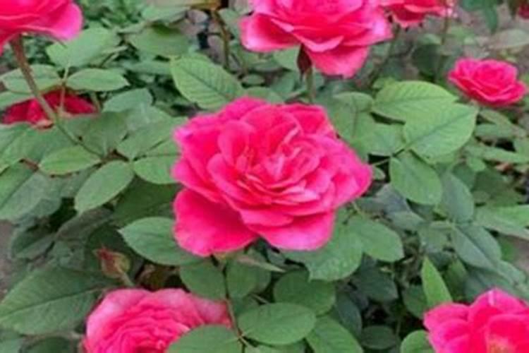 花多多1号适合给什么花浇？