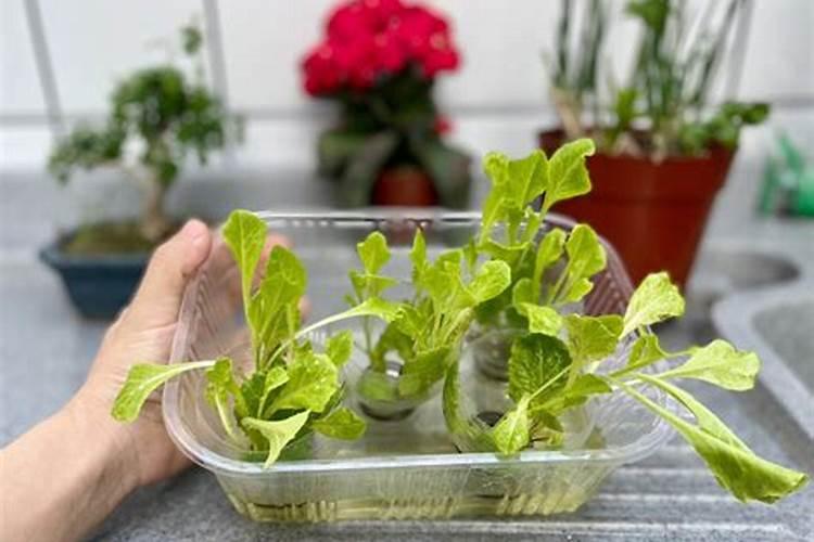 花菜怎么种植