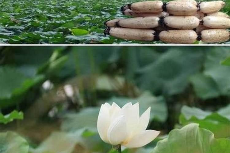 莲藕用什么肥料产量高 如何合理施肥