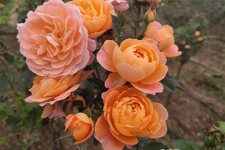 月季花肥用什么肥料好