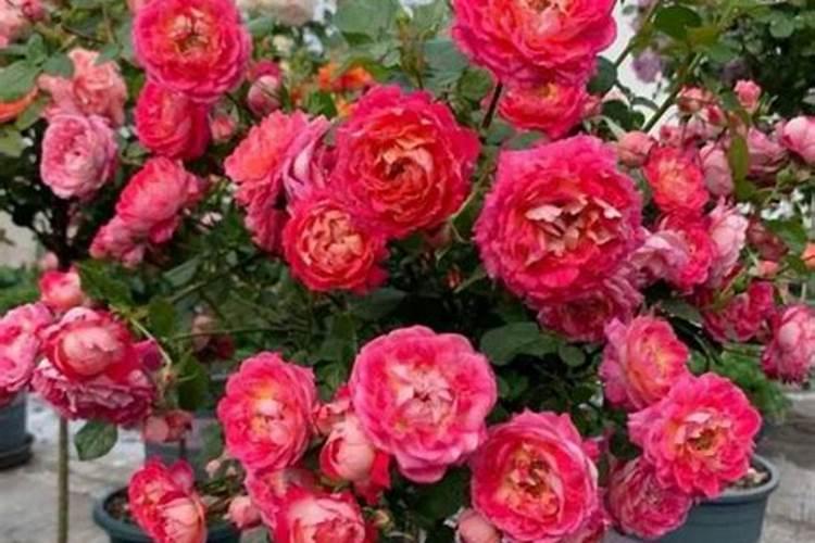 月季花施什么肥最好 适合用什么肥料