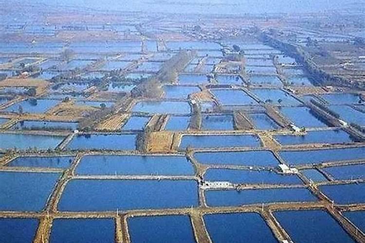 鱼蛋白肥料的功效与作用