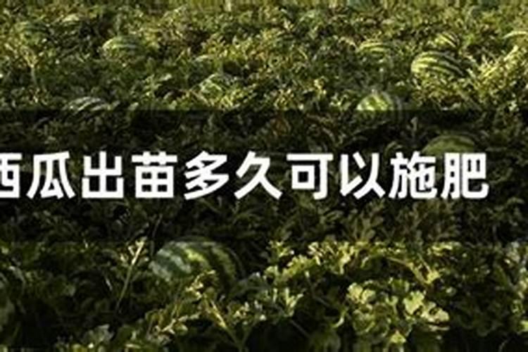 西瓜坐果后用什么肥料