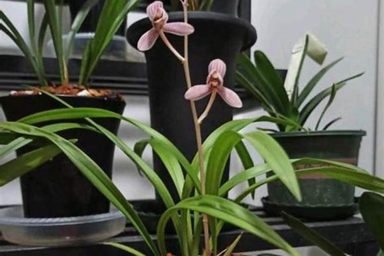 兰花什么时候施肥最好,兰花施肥用什么肥最好(氮磷钾肥)