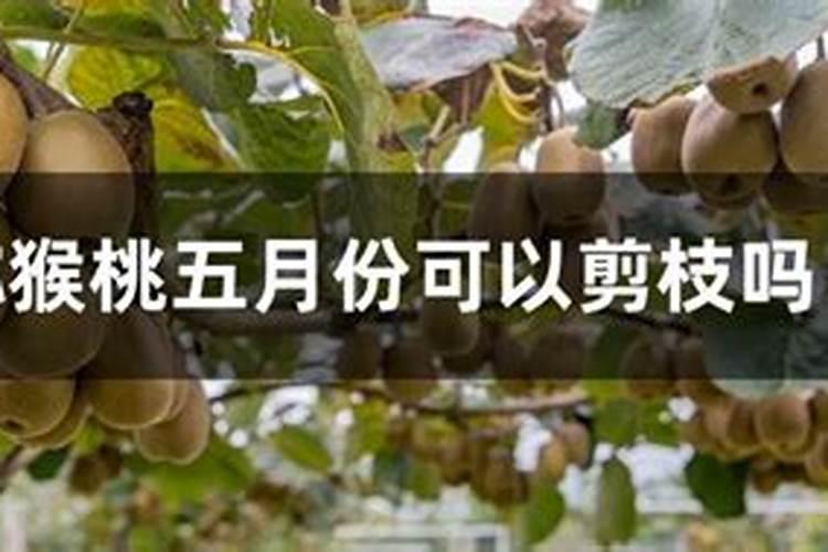 猕猴桃施肥的最佳时间 猕猴桃什么时候施肥