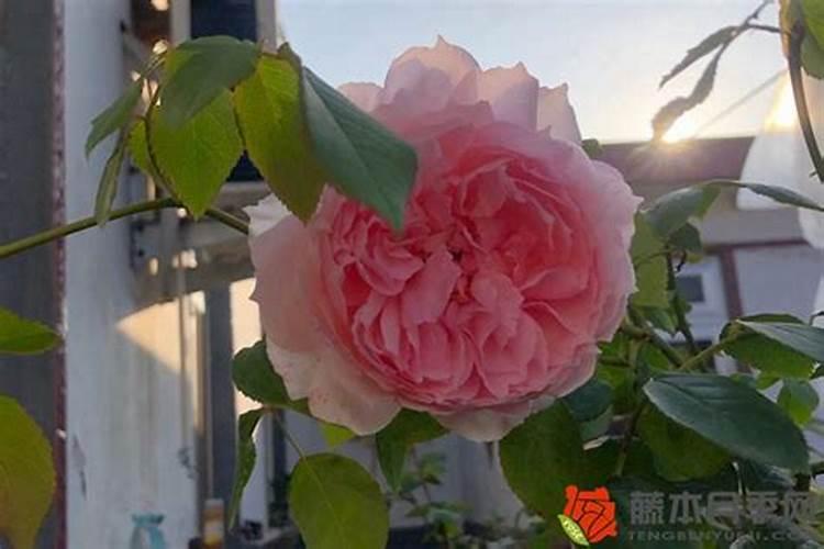 月季花施磷酸二氢钾肥料的正确用法