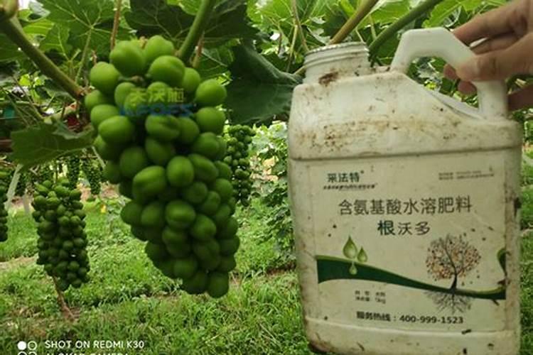 种植葡萄需要怎么施肥